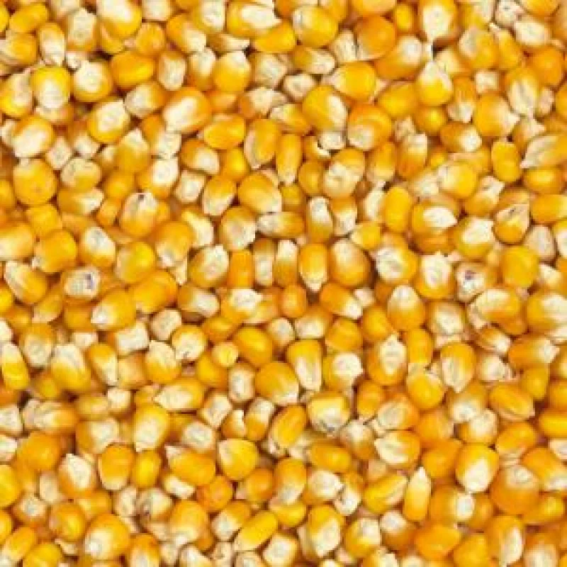 Maïs Jaune de Saloum — Banabana Agro Sénégal